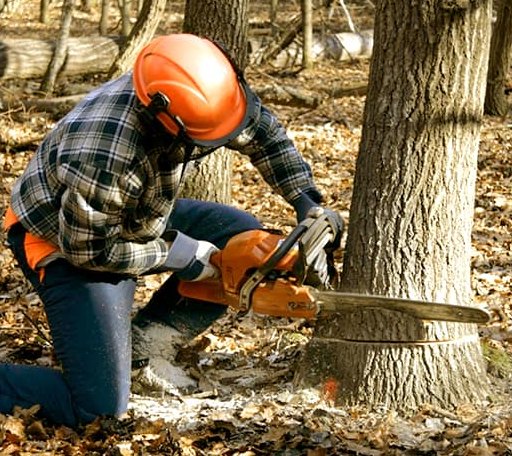 Tree Removal in Edgeley, ND